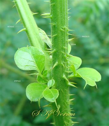 Stipules
